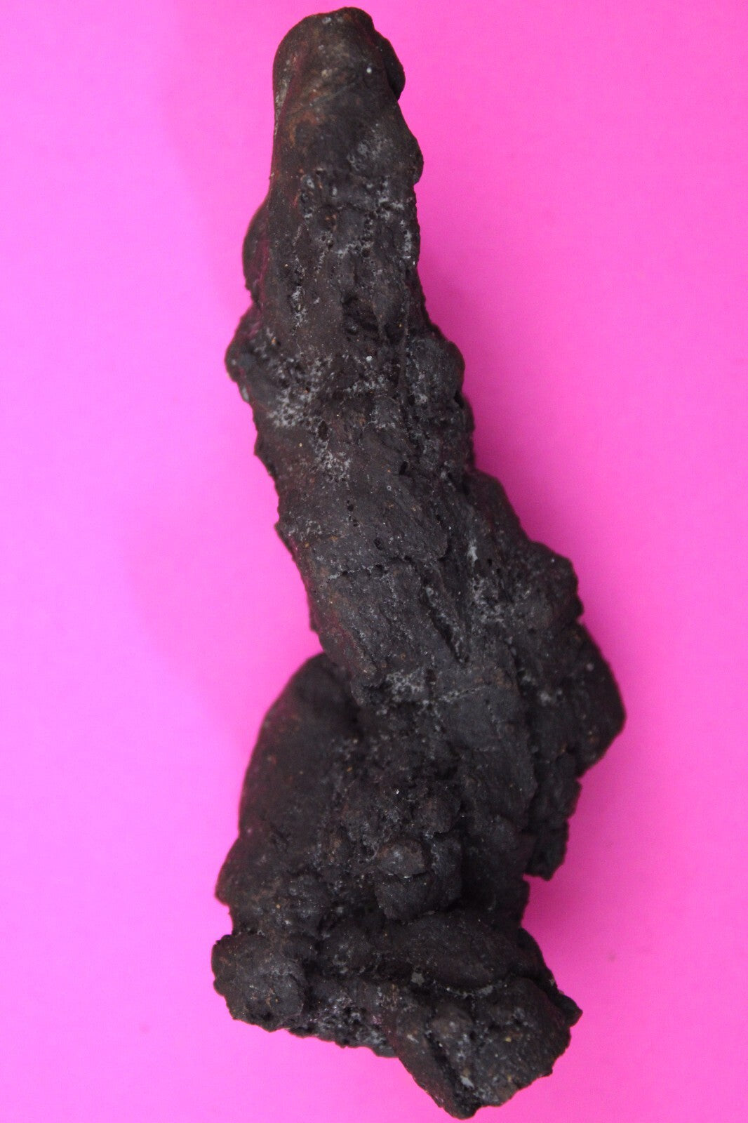 Giant Lizard Poop 5 Million Years Old Genuine Real Fossil Dinosaur Girl COA L13