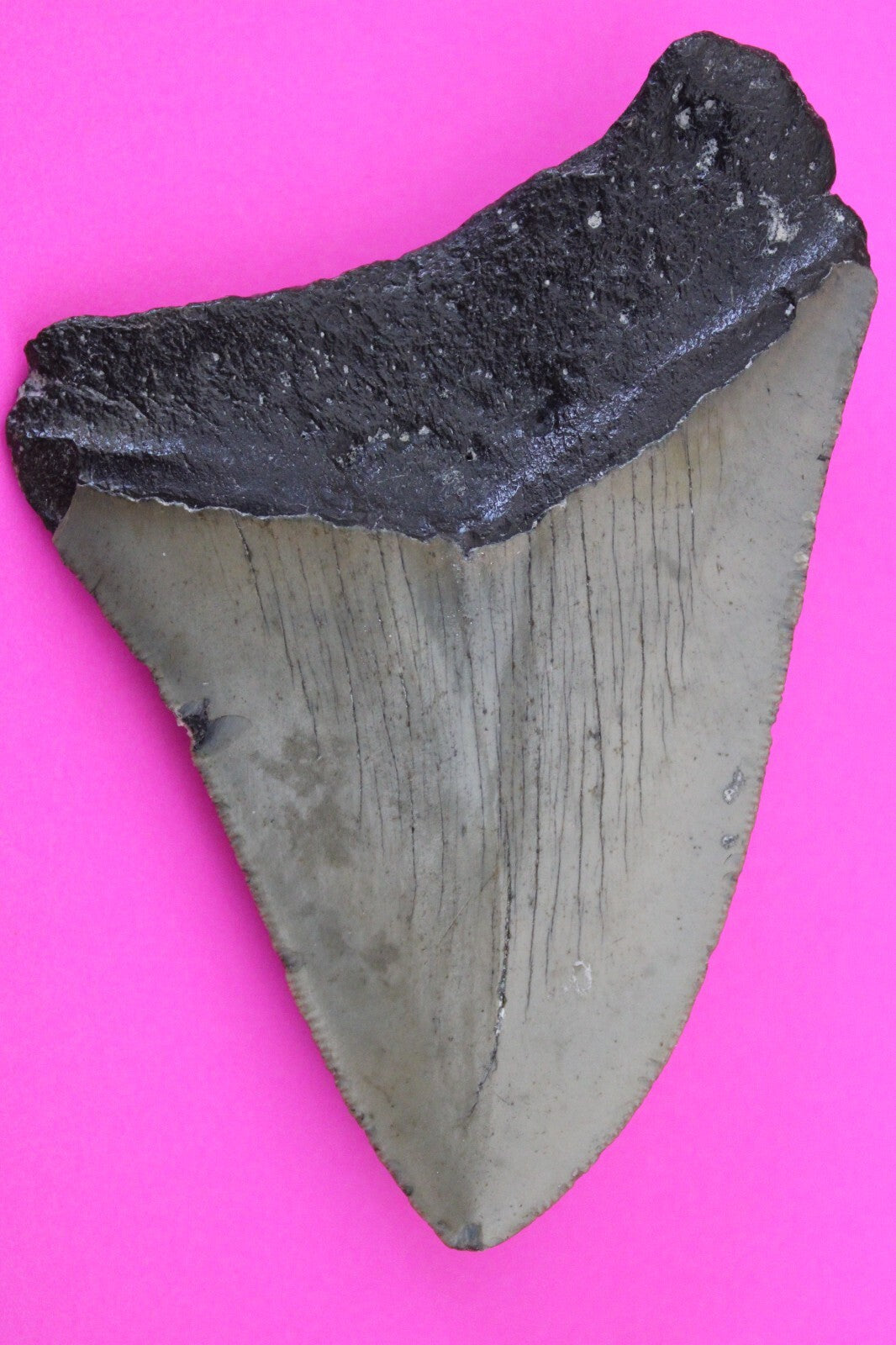 Authentic Megadolon Shark Tooth 3.68 Inch 72 Grams Fossil Dinosaur Girl COA M28