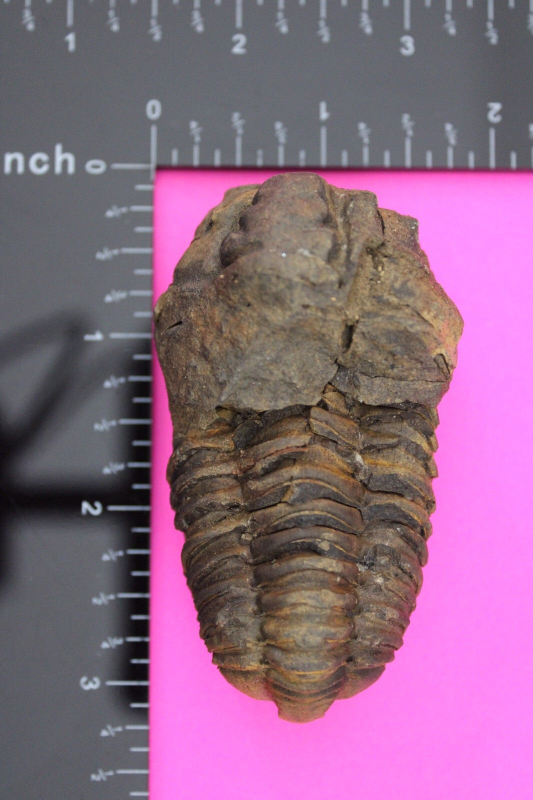 Authentic Trilobite Fossil 450 Million Years Old Genuine Dinosaur Girl COA 16