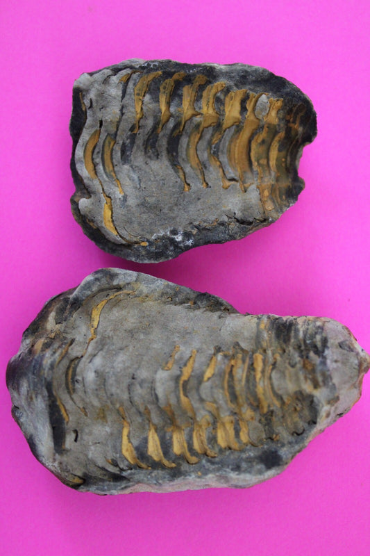 Authentic Trilobite Geode Real Fossil 450 Million Years Old Dinosaur Girl COA 17