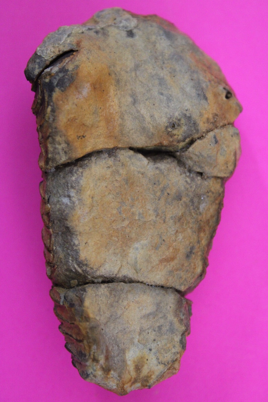 Authentic Trilobite Fossil 450 Million Years Old Genuine Dinosaur Girl COA 95