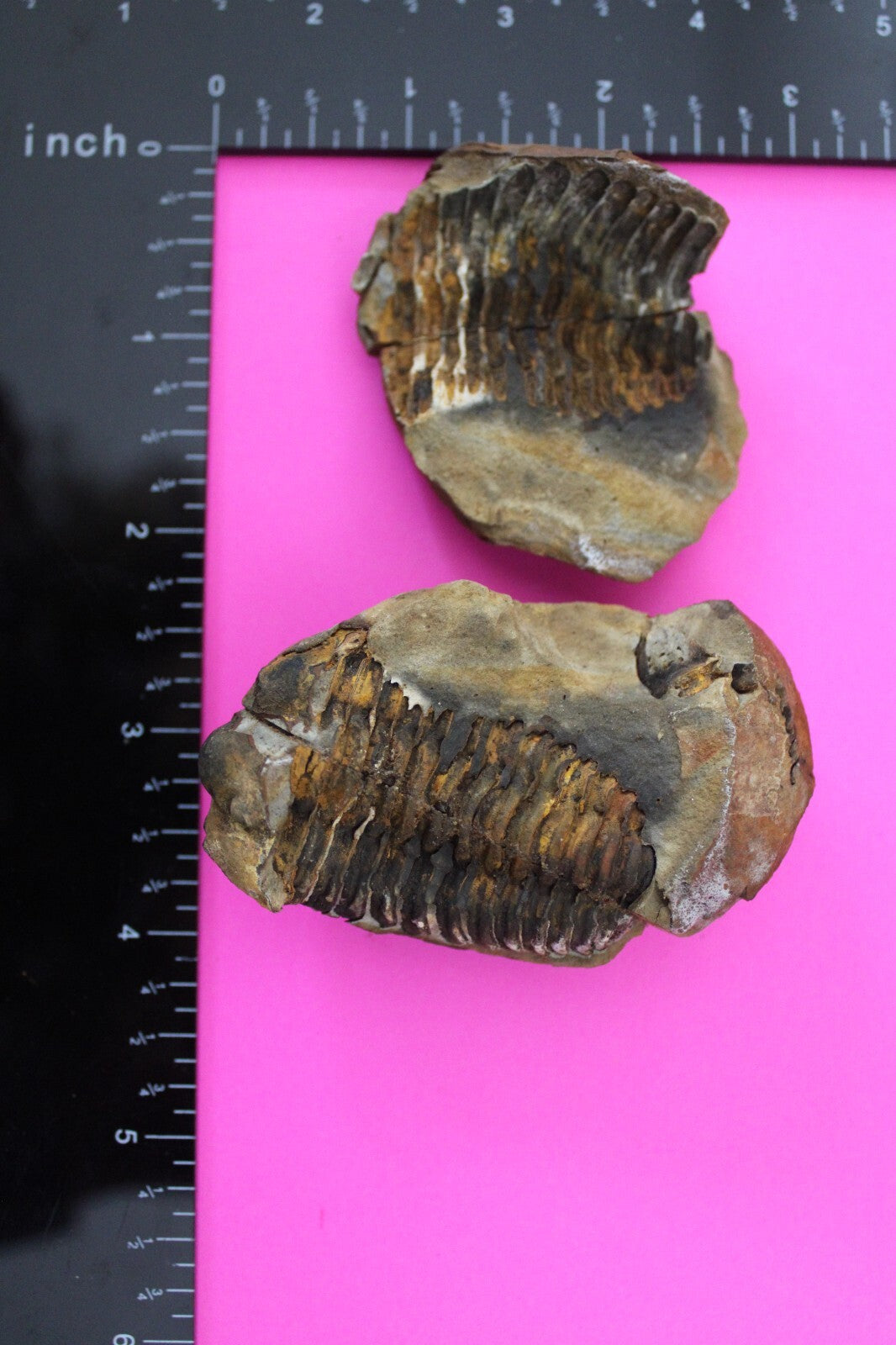 Authentic Trilobite Geode Real Fossil 450 Million Years Old Dinosaur Girl COA 23