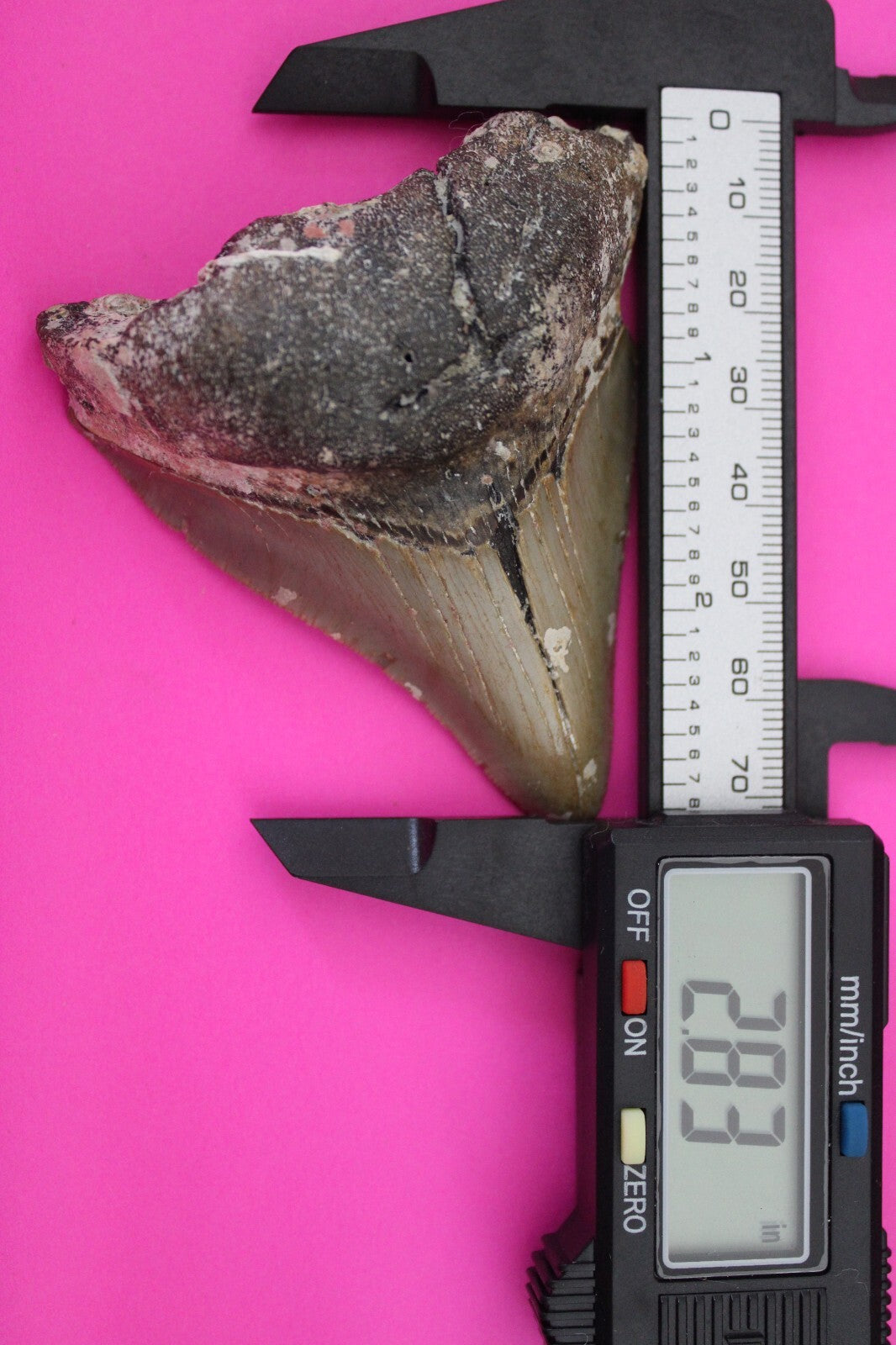 Authentic Megadolon Shark Tooth 2.85 Inch 74 Grams Fossil Dinosaur Girl COA M52