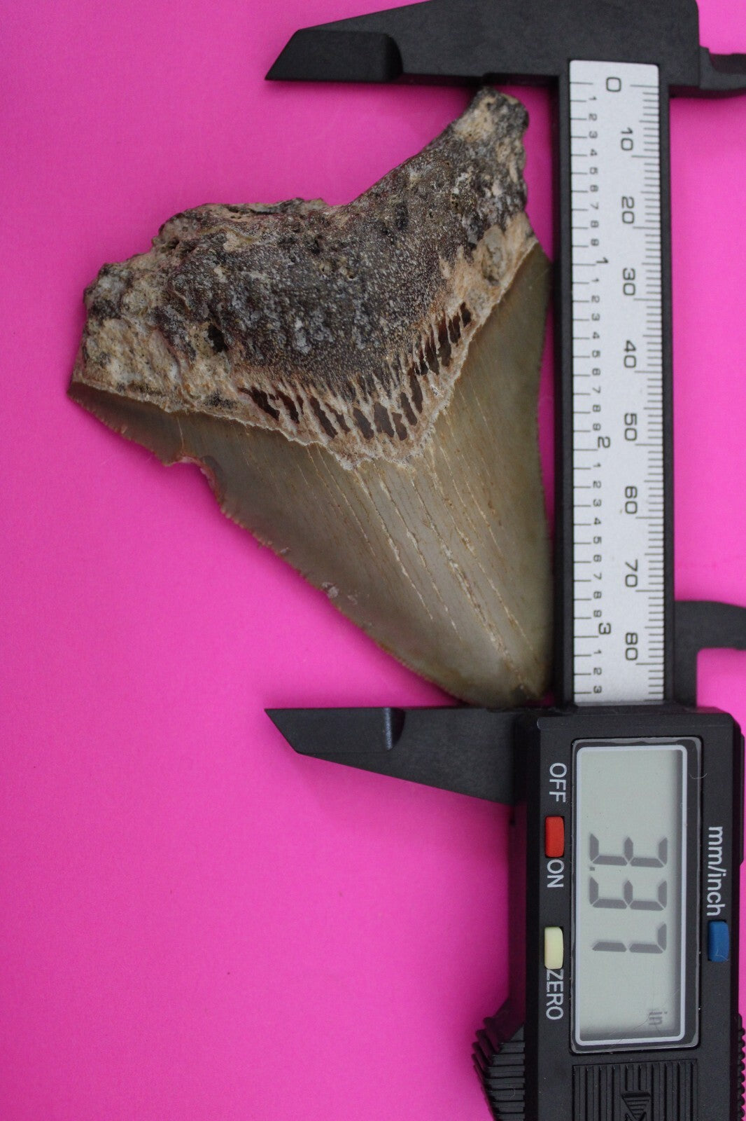 Authentic Megadolon Shark Tooth 3.37 Inch 79 Grams Fossil Dinosaur Girl COA M02