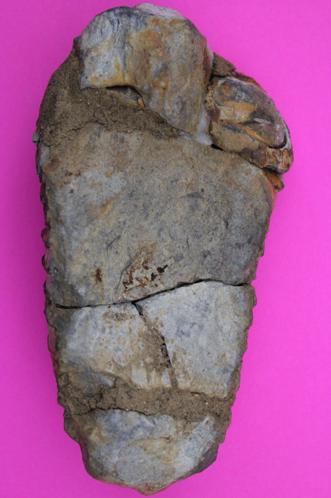 Authentic Trilobite Fossil 450 Million Years Old Genuine Dinosaur Girl COA 03