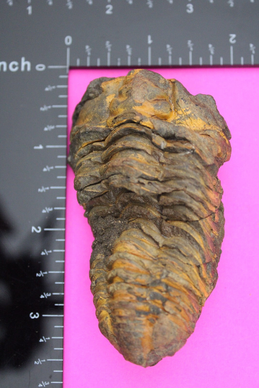 Authentic Trilobite Fossil 450 Million Years Old Genuine Dinosaur Girl COA 77