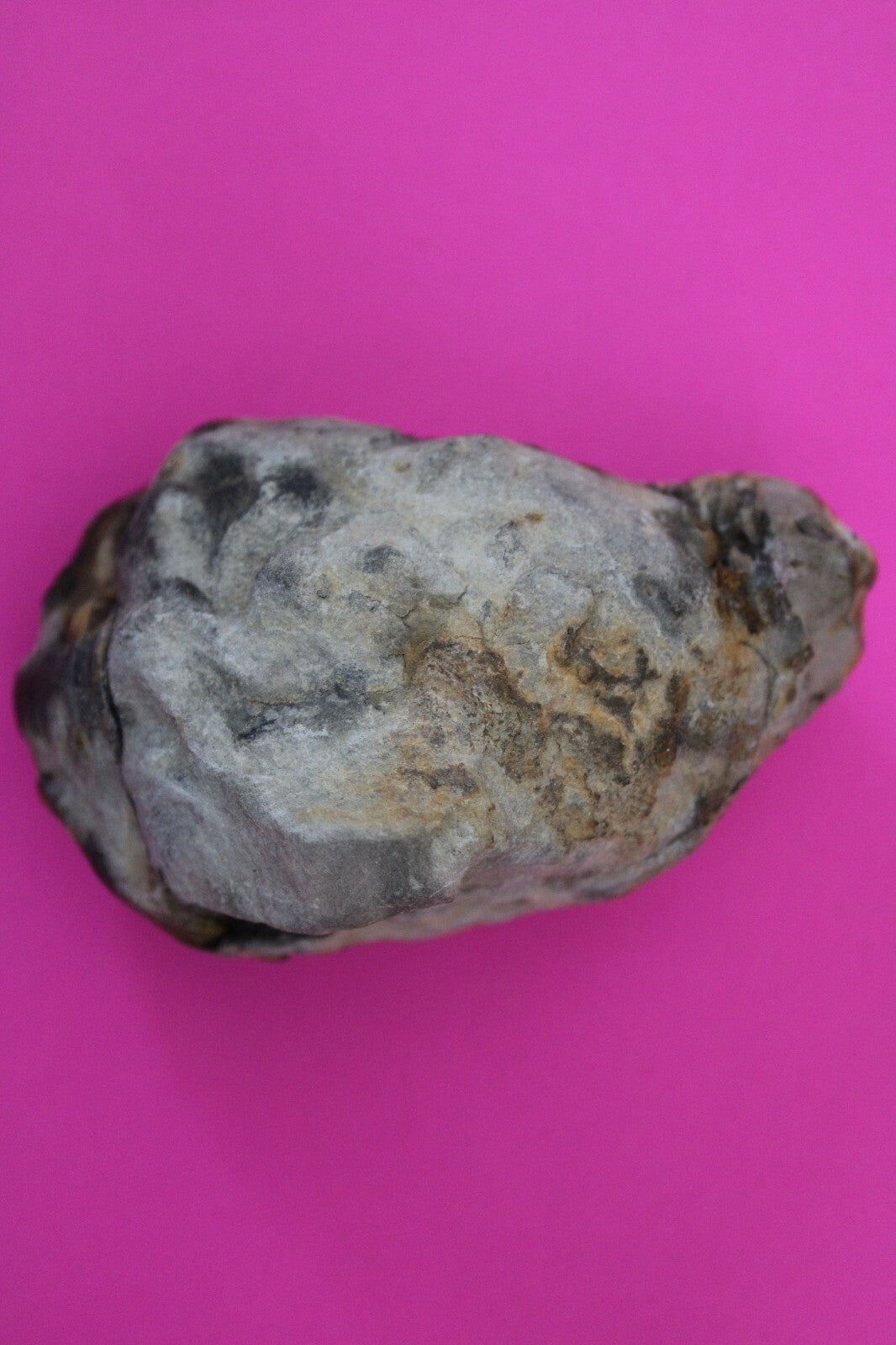 Authentic Trilobite Geode Real Fossil 450 Million Years Old Dinosaur Girl COA 17