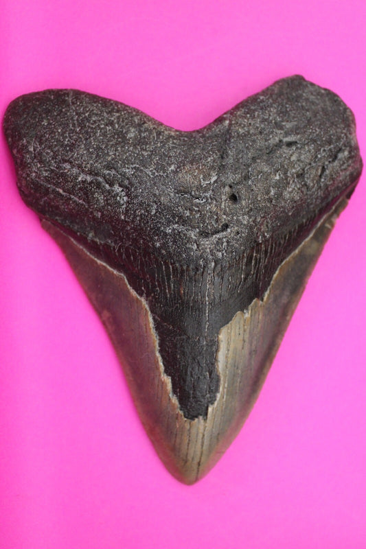Authentic Megadolon Shark Tooth 4.87 Inch 226 Grams Fossil Dinosaur Girl COA M65