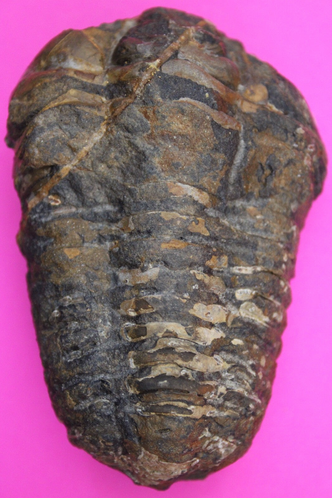 Authentic Trilobite Fossil 450 Million Years Old Genuine Dinosaur Girl COA 69