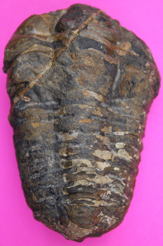Authentic Trilobite Fossil 450 Million Years Old Genuine Dinosaur Girl COA 69