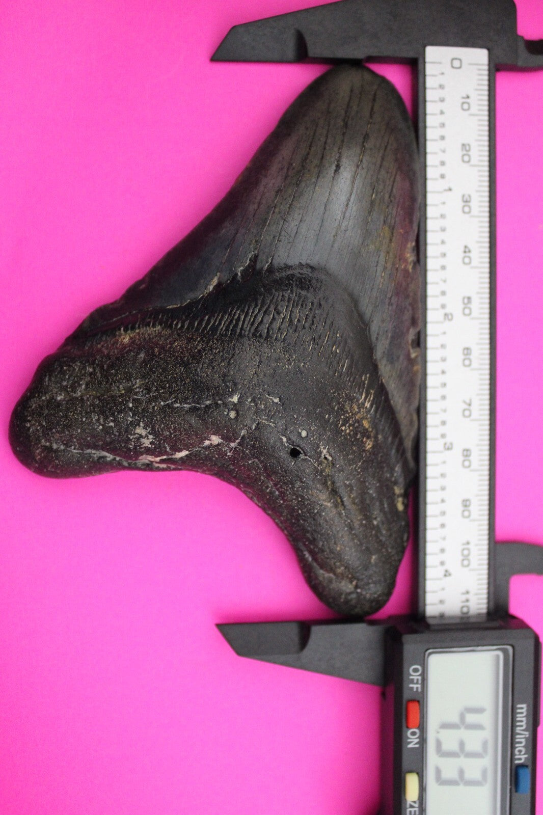 Authentic Megadolon Shark Tooth 4.33 Inch 131 Grams Fossil Dinosaur Girl COA M40