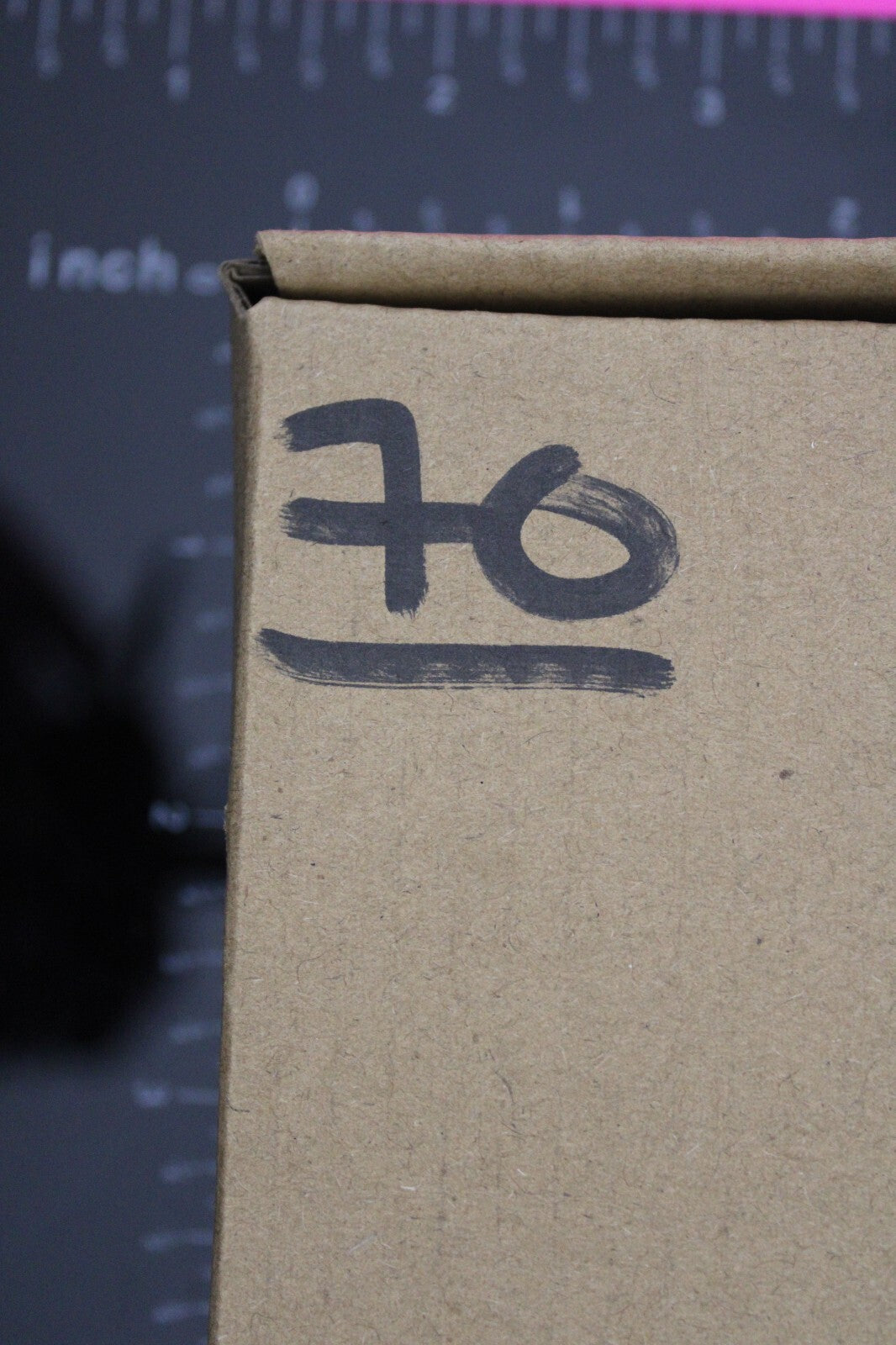 Authentic Trilobite Fossil 450 Million Years Old Genuine Dinosaur Girl COA 70