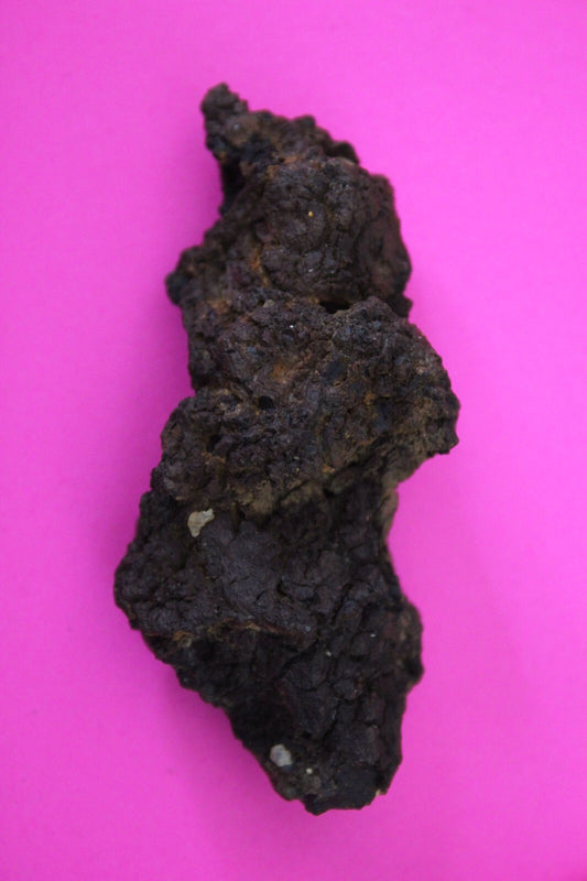 Giant Lizard Poop 5 Million Years Old Genuine Real Fossil Dinosaur Girl COA S29