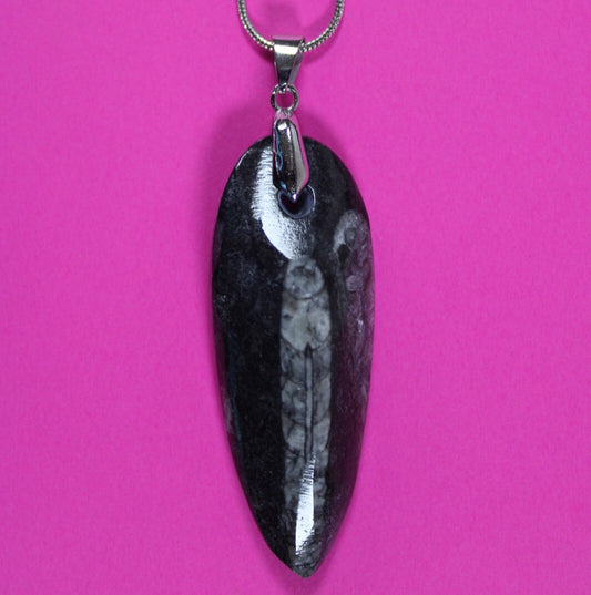 Authentic Orthoceros Necklace Fossil 500 Million Years Old Dinosaur Girl COA 68