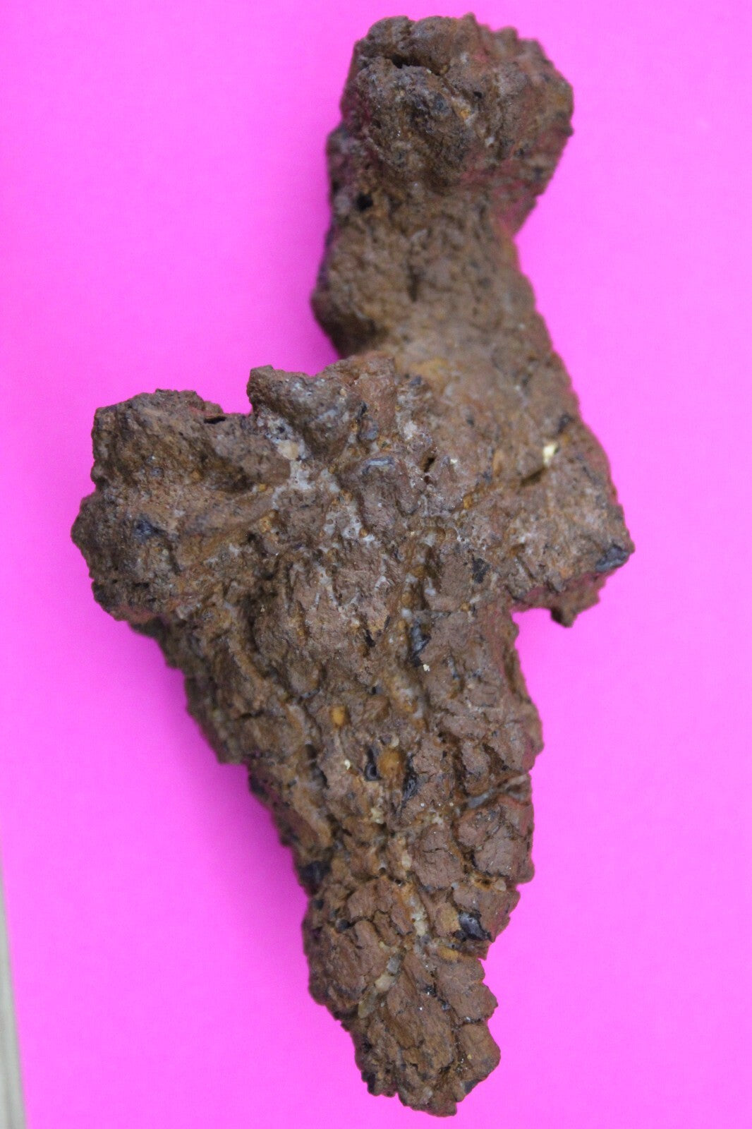 Giant Lizard Poop 5 Million Years Old Genuine Real Fossil Dinosaur Girl COA S01