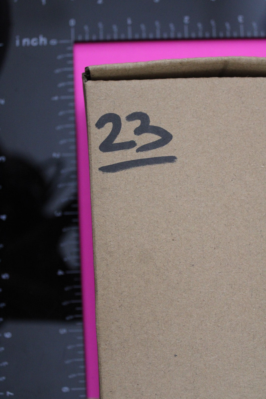 Authentic Trilobite Fossil 450 Million Years Old Genuine Dinosaur Girl COA 23