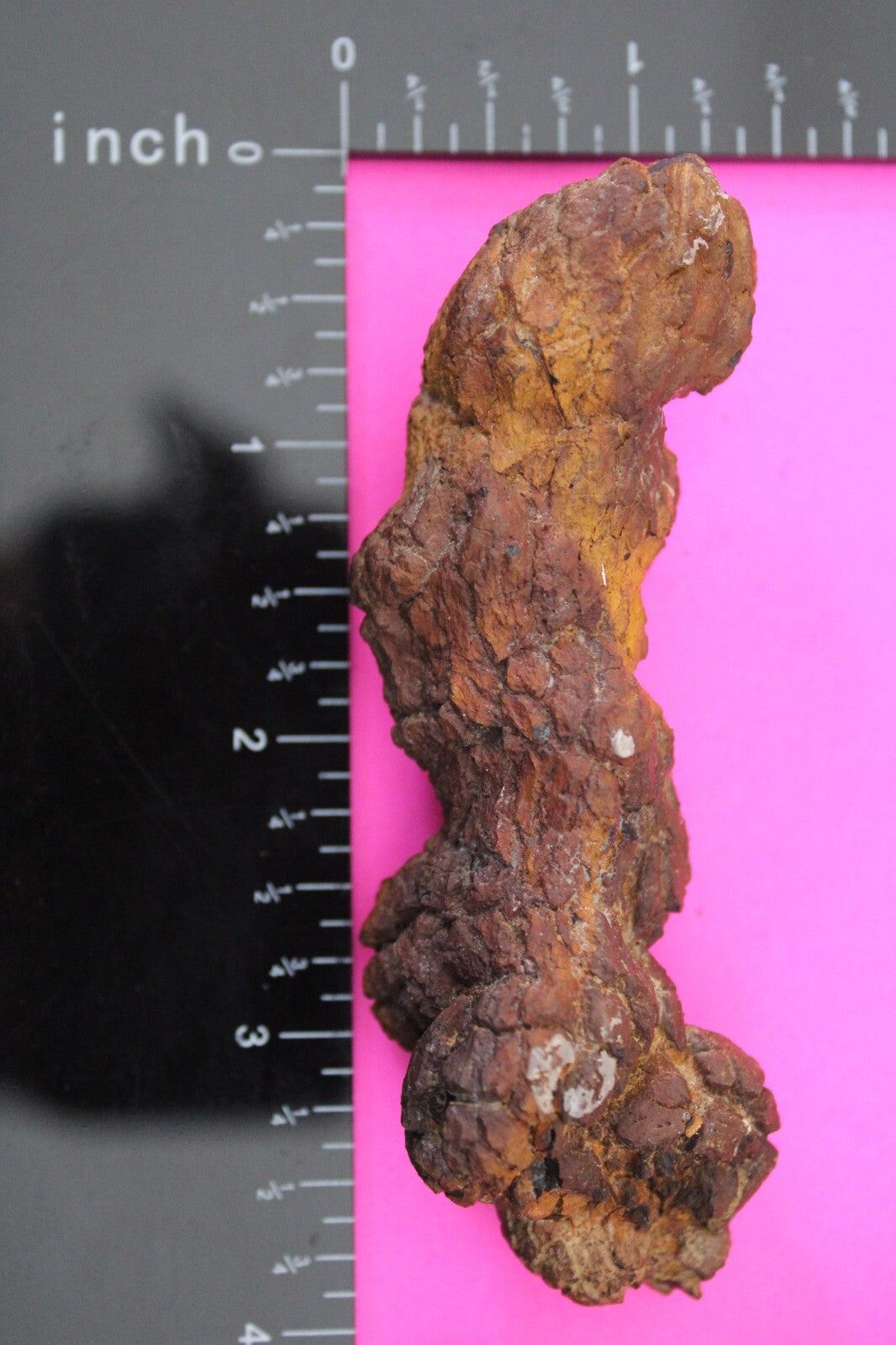 Giant Lizard Poop 5 Million Years Old Genuine Real Fossil Dinosaur Girl COA L04