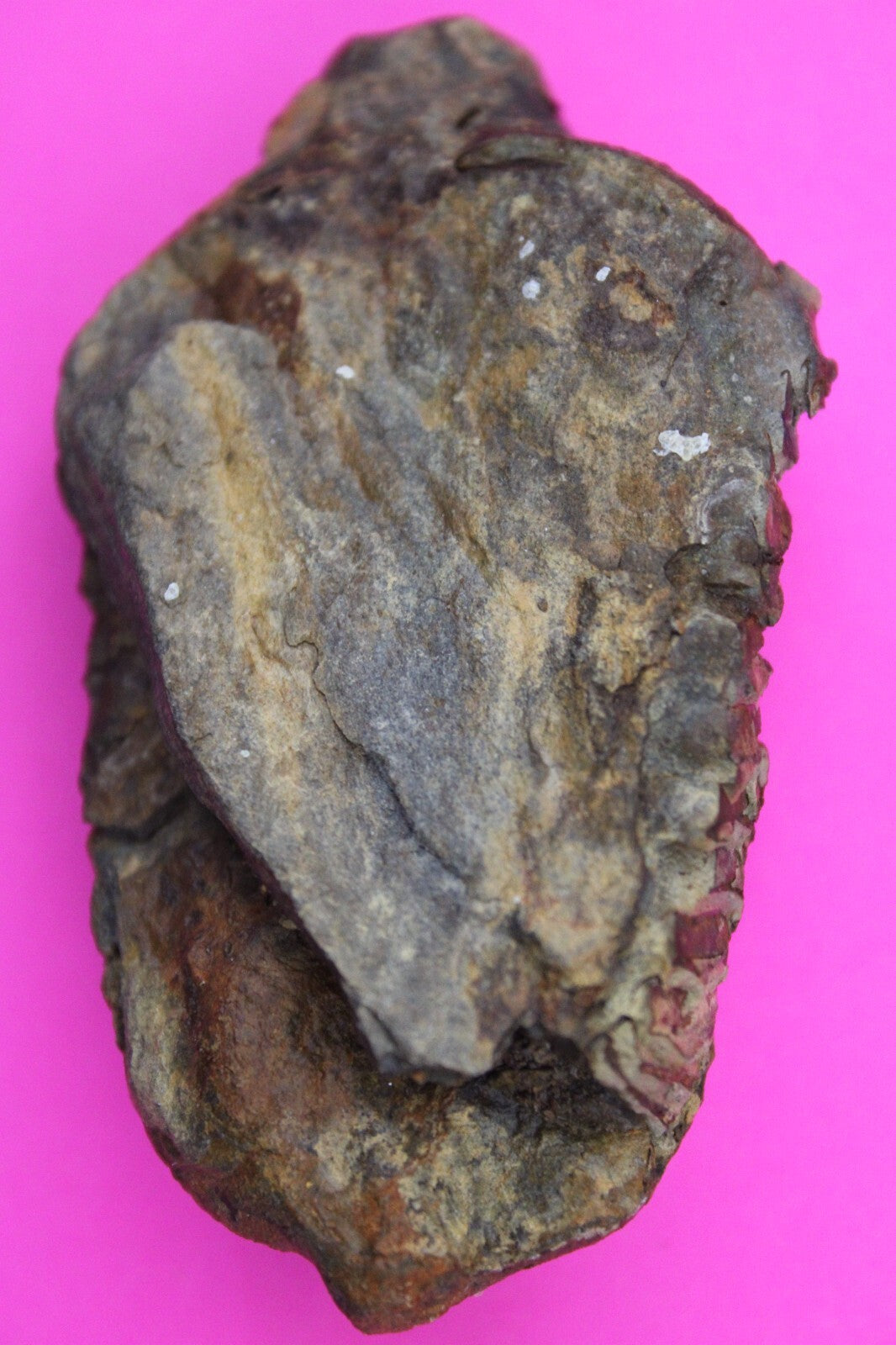 Authentic Trilobite Fossil 450 Million Years Old Genuine Dinosaur Girl COA 57