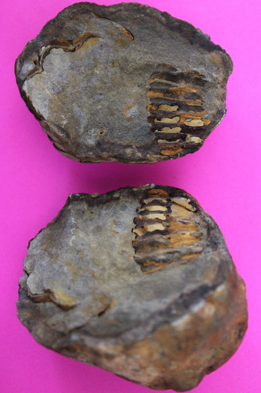 Authentic Trilobite Geode Real Fossil 450 Million Years Old Dinosaur Girl COA 25