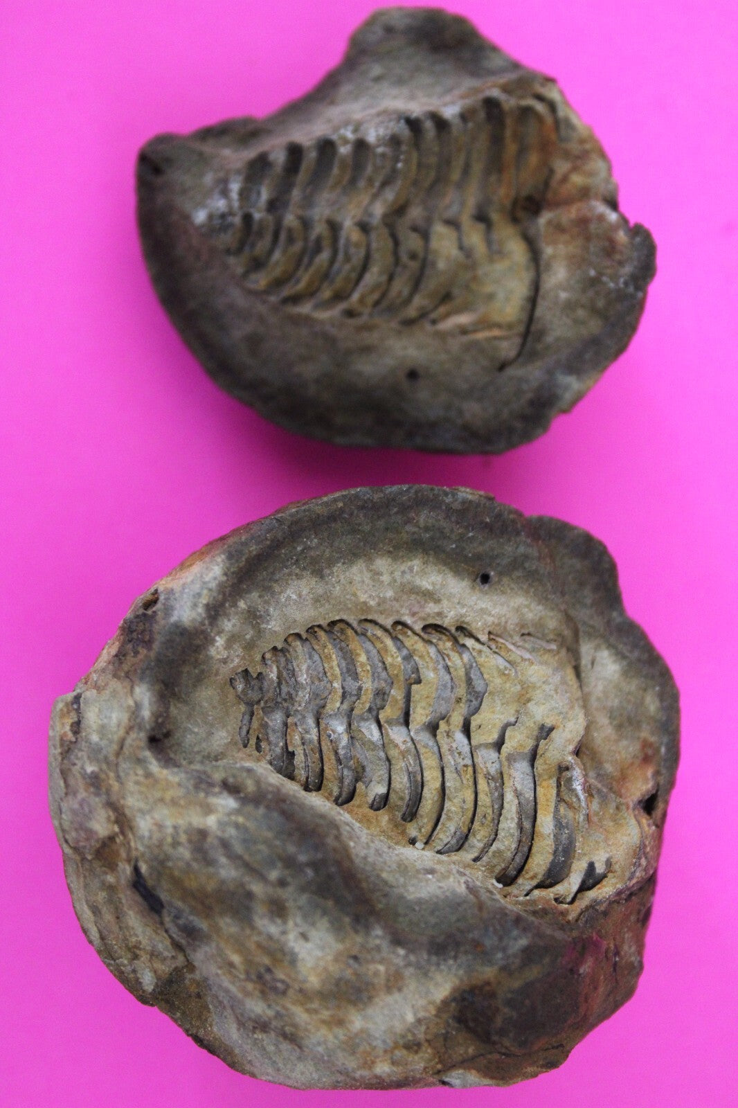 Authentic Trilobite Geode Real Fossil 450 Million Years Old Dinosaur Girl COA 16