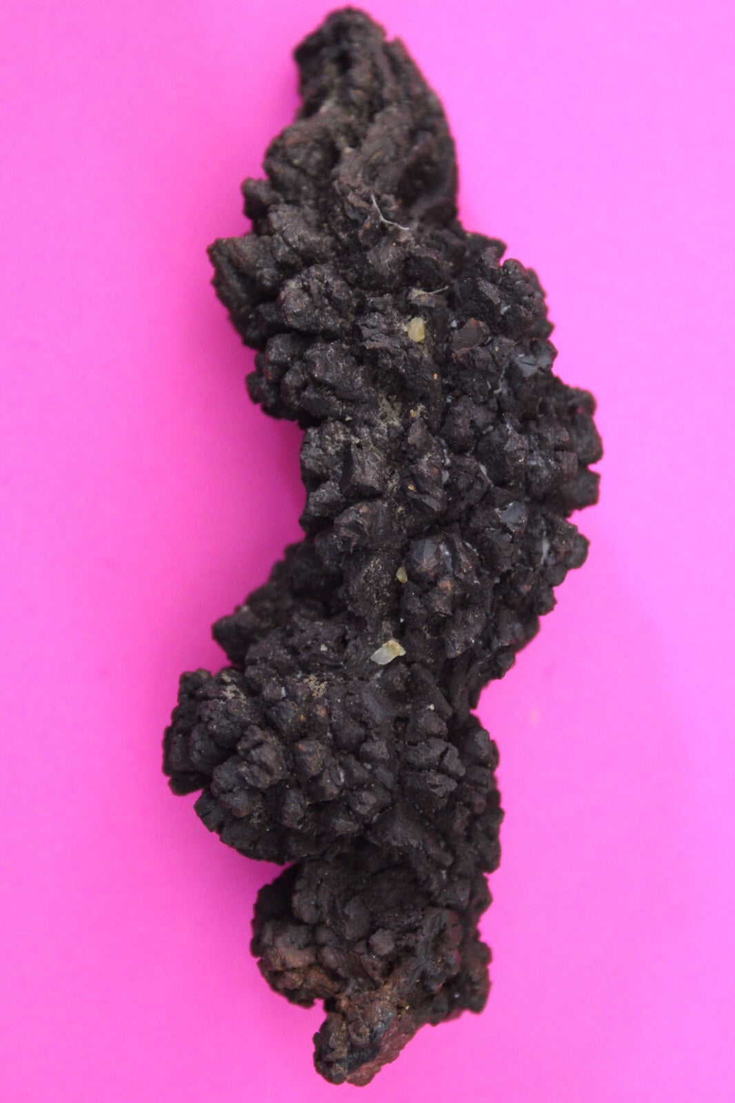 Giant Lizard Poop 5 Million Years Old Genuine Real Fossil Dinosaur Girl COA L03