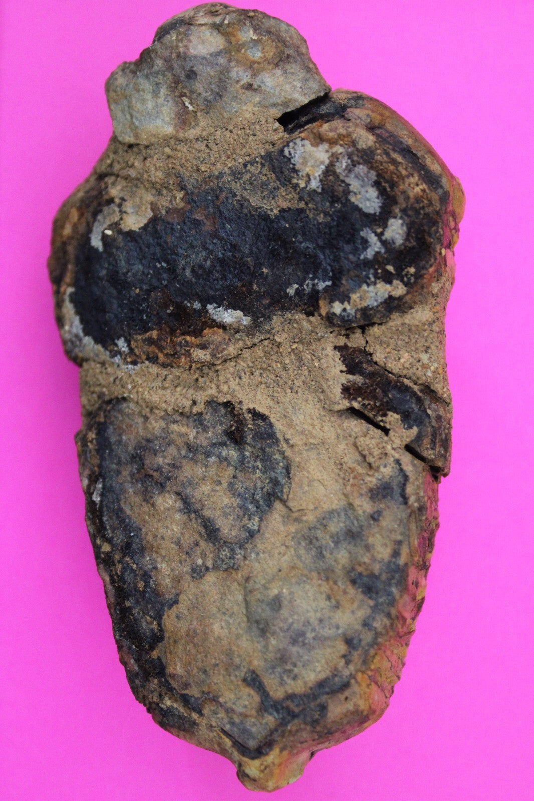 Authentic Trilobite Fossil 450 Million Years Old Genuine Dinosaur Girl COA 42