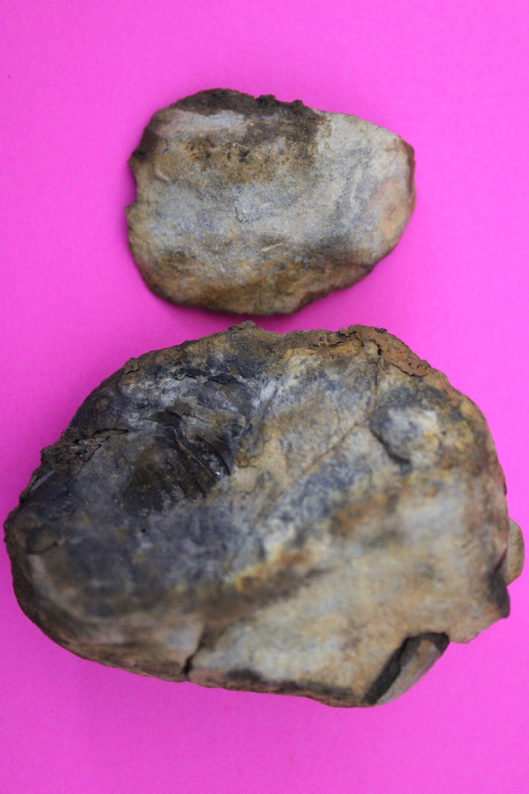 Authentic Trilobite Geode Real Fossil 450 Million Years Old Dinosaur Girl COA 12