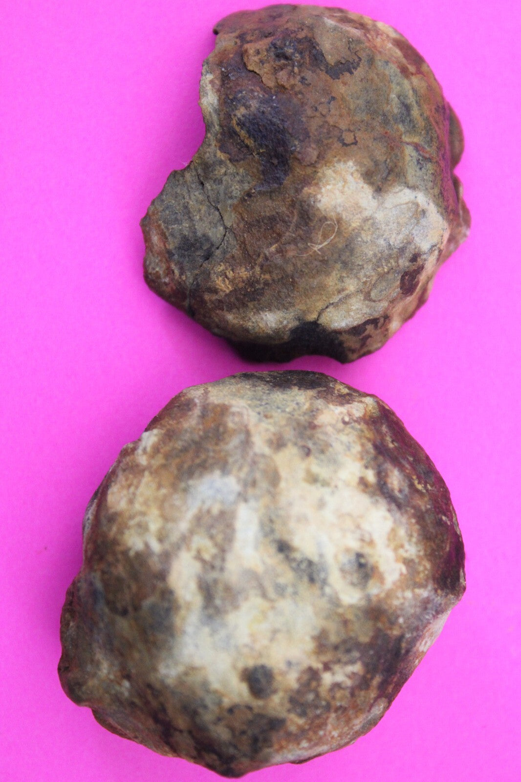 Authentic Trilobite Geode Real Fossil 450 Million Years Old Dinosaur Girl COA 09