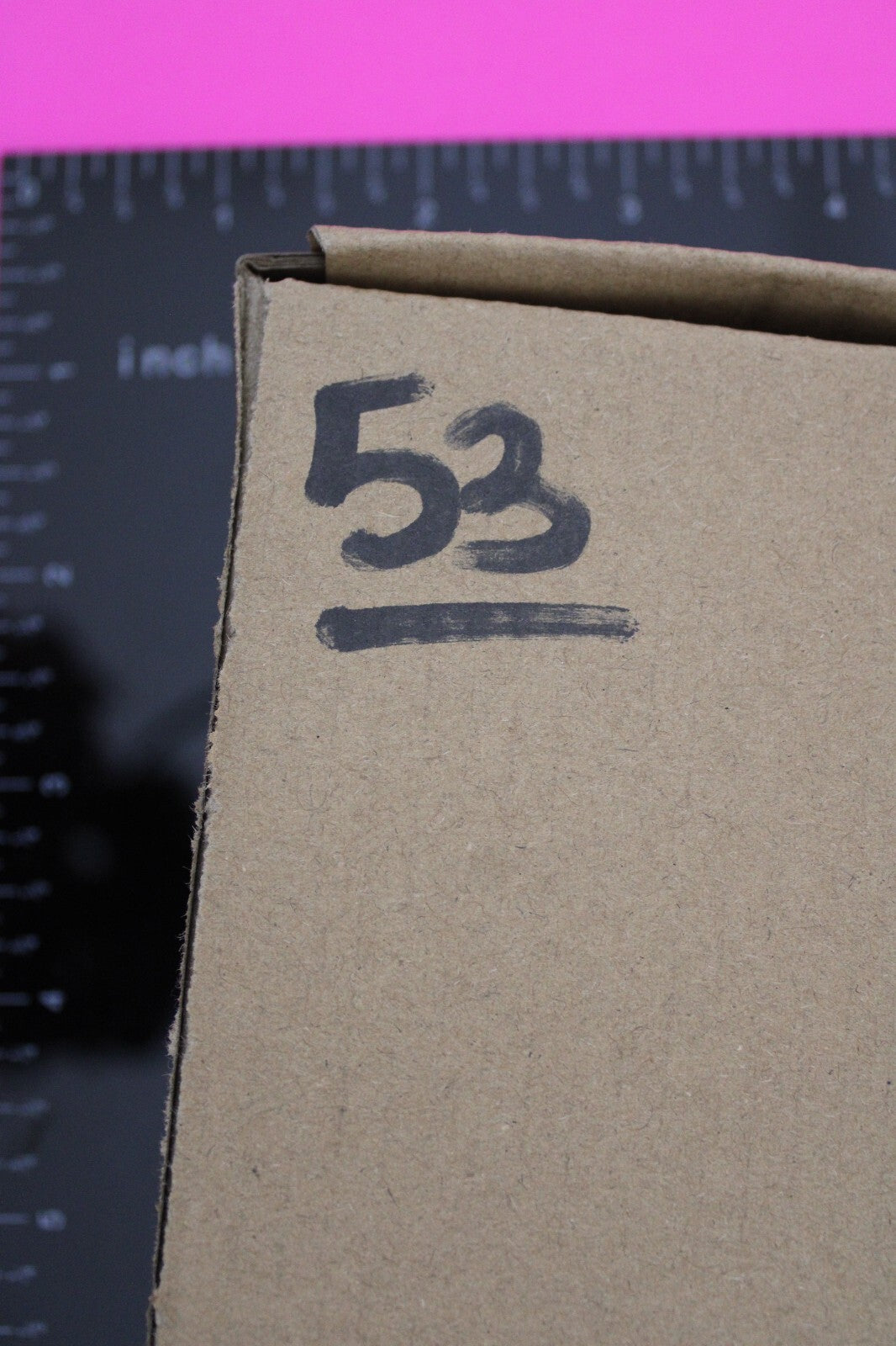 Authentic Trilobite Fossil 450 Million Years Old Genuine Dinosaur Girl COA 53