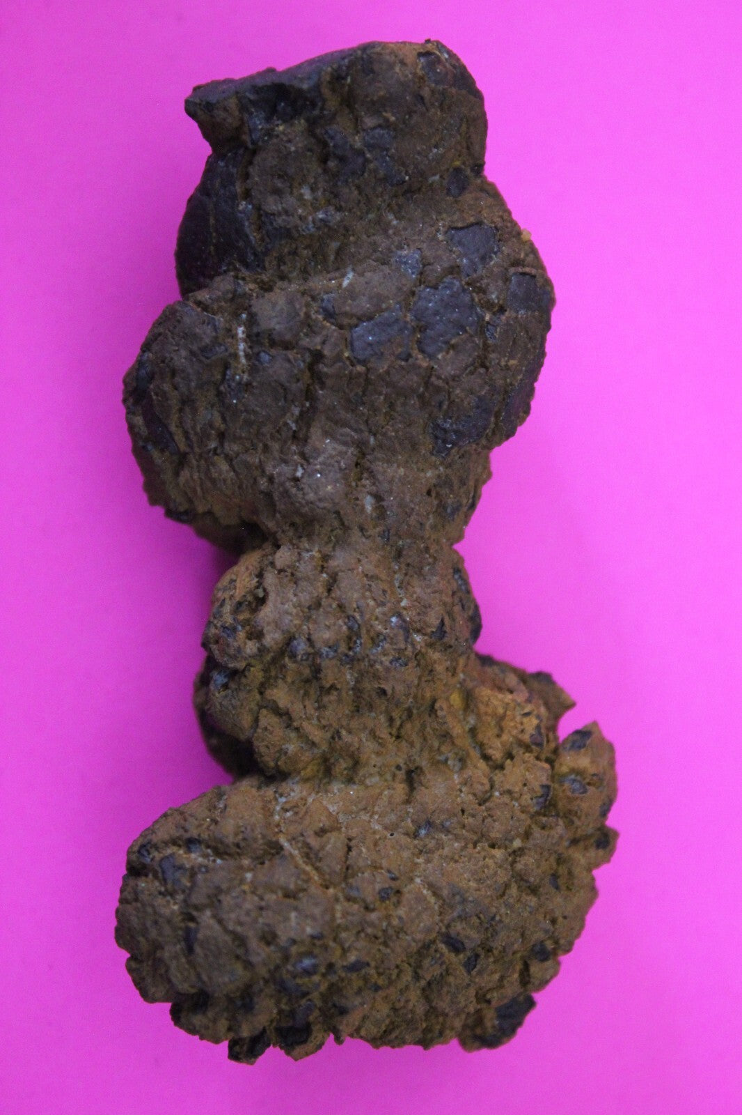 Giant Lizard Poop 5 Million Years Old Genuine Real Fossil Dinosaur Girl COA S27