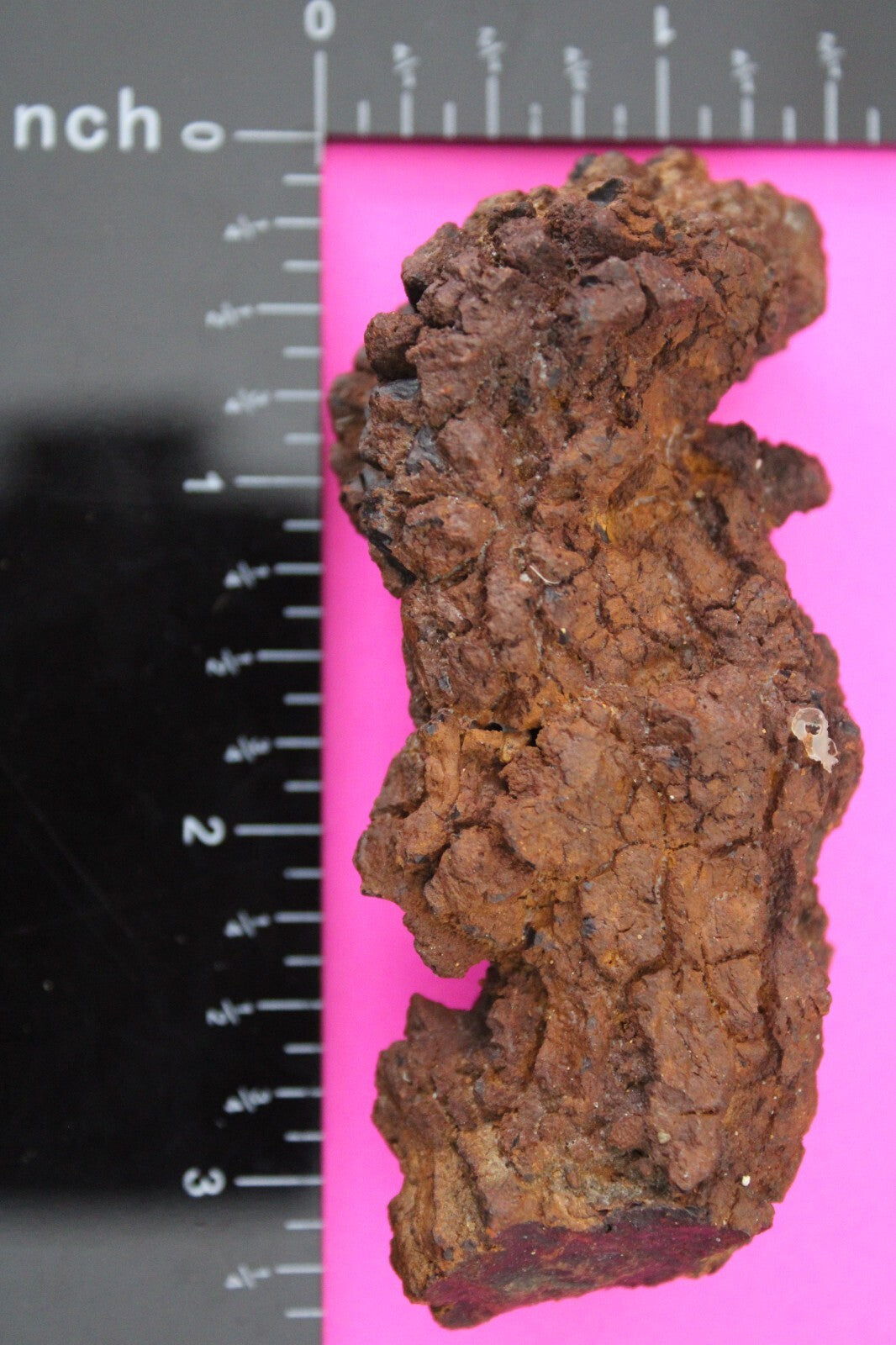 Giant Lizard Poop 5 Million Years Old Genuine Real Fossil Dinosaur Girl COA L30