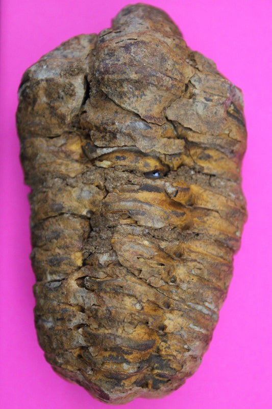 Authentic Trilobite Fossil 450 Million Years Old Genuine Dinosaur Girl COA 34