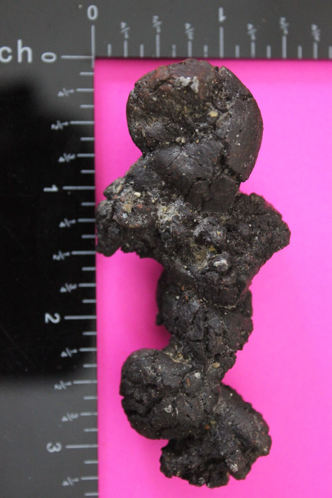 Giant Lizard Poop 5 Million Years Old Genuine Real Fossil Dinosaur Girl COA S34