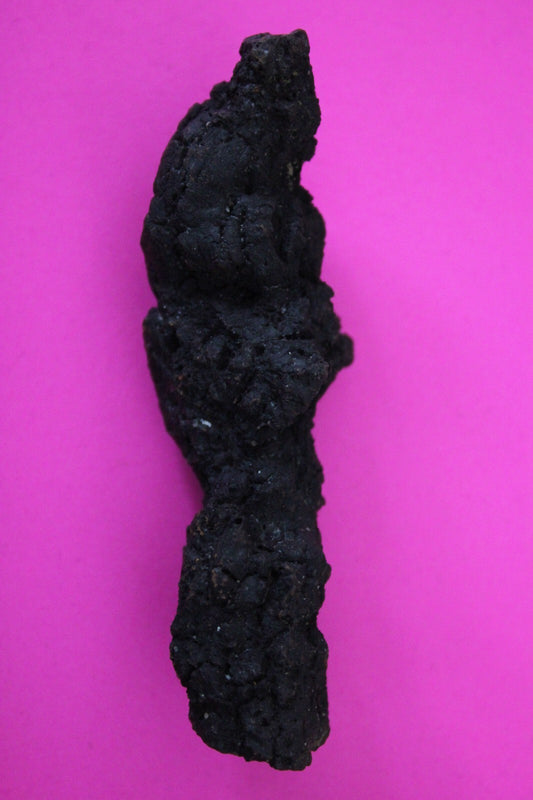 Giant Lizard Poop 5 Million Years Old Genuine Real Fossil Dinosaur Girl COA S26