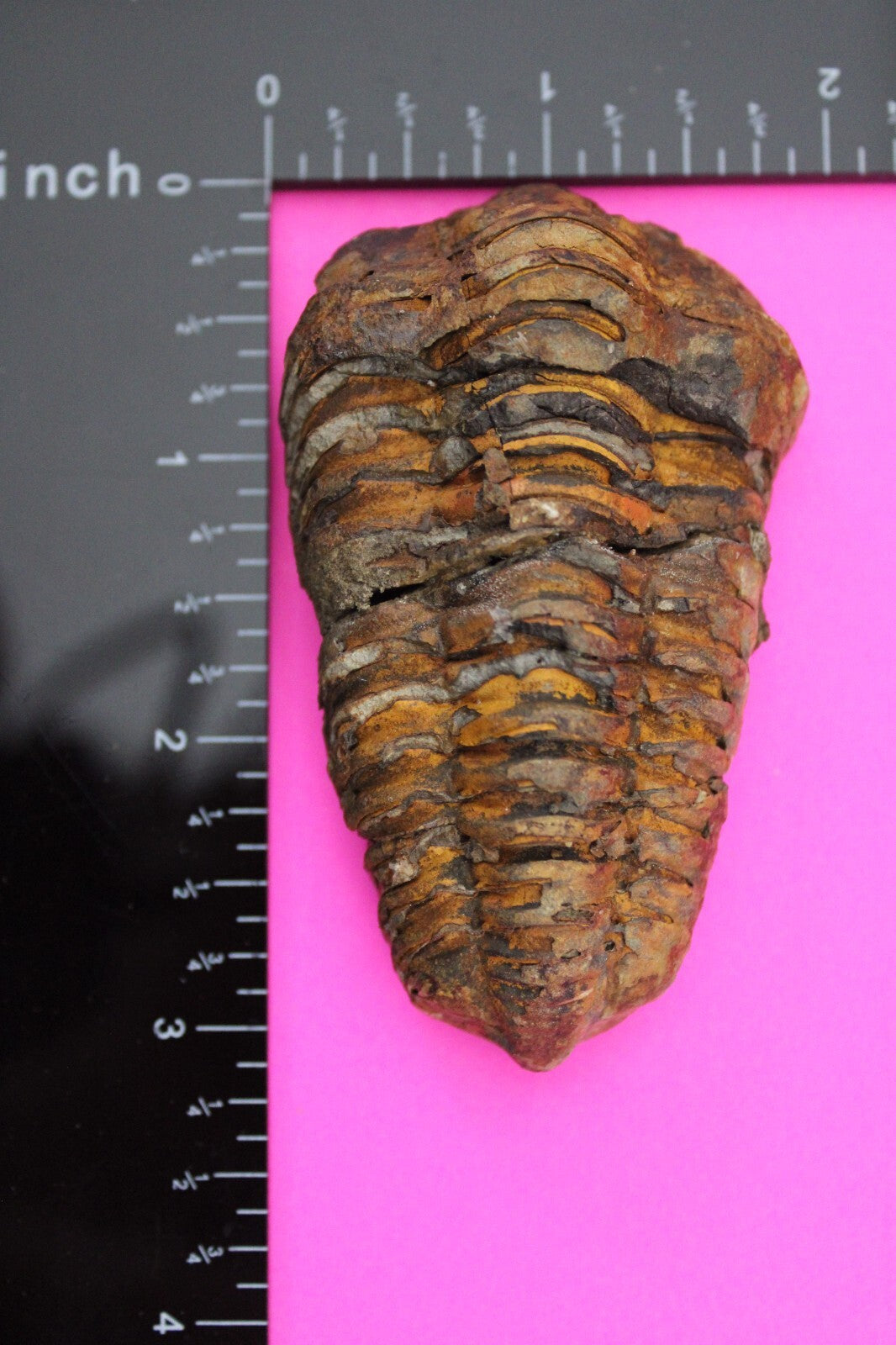 Authentic Trilobite Fossil 450 Million Years Old Genuine Dinosaur Girl COA 53