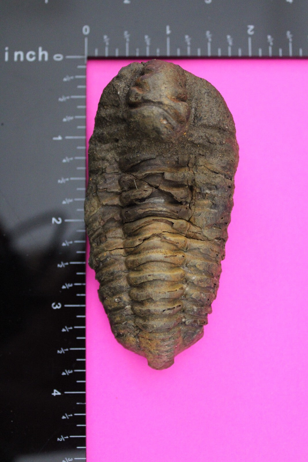 Authentic Trilobite Fossil 450 Million Years Old Genuine Dinosaur Girl COA 23