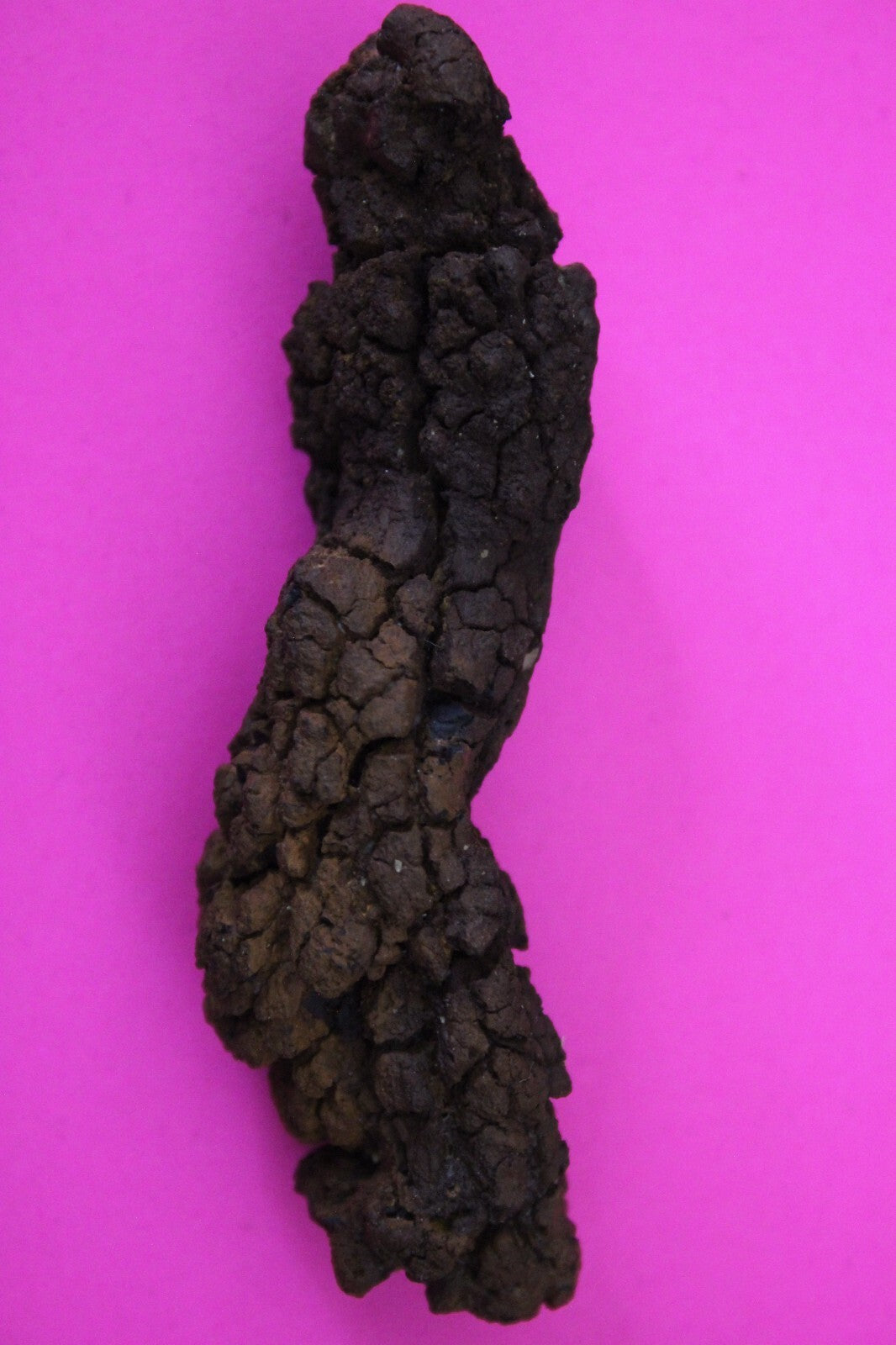 Giant Lizard Poop 5 Million Years Old Genuine Real Fossil Dinosaur Girl COA S39