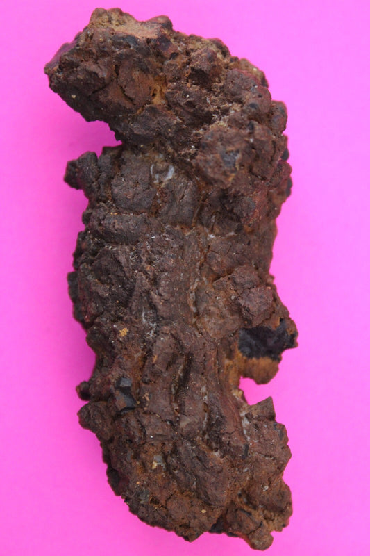 Giant Lizard Poop 5 Million Years Old Genuine Real Fossil Dinosaur Girl COA L30