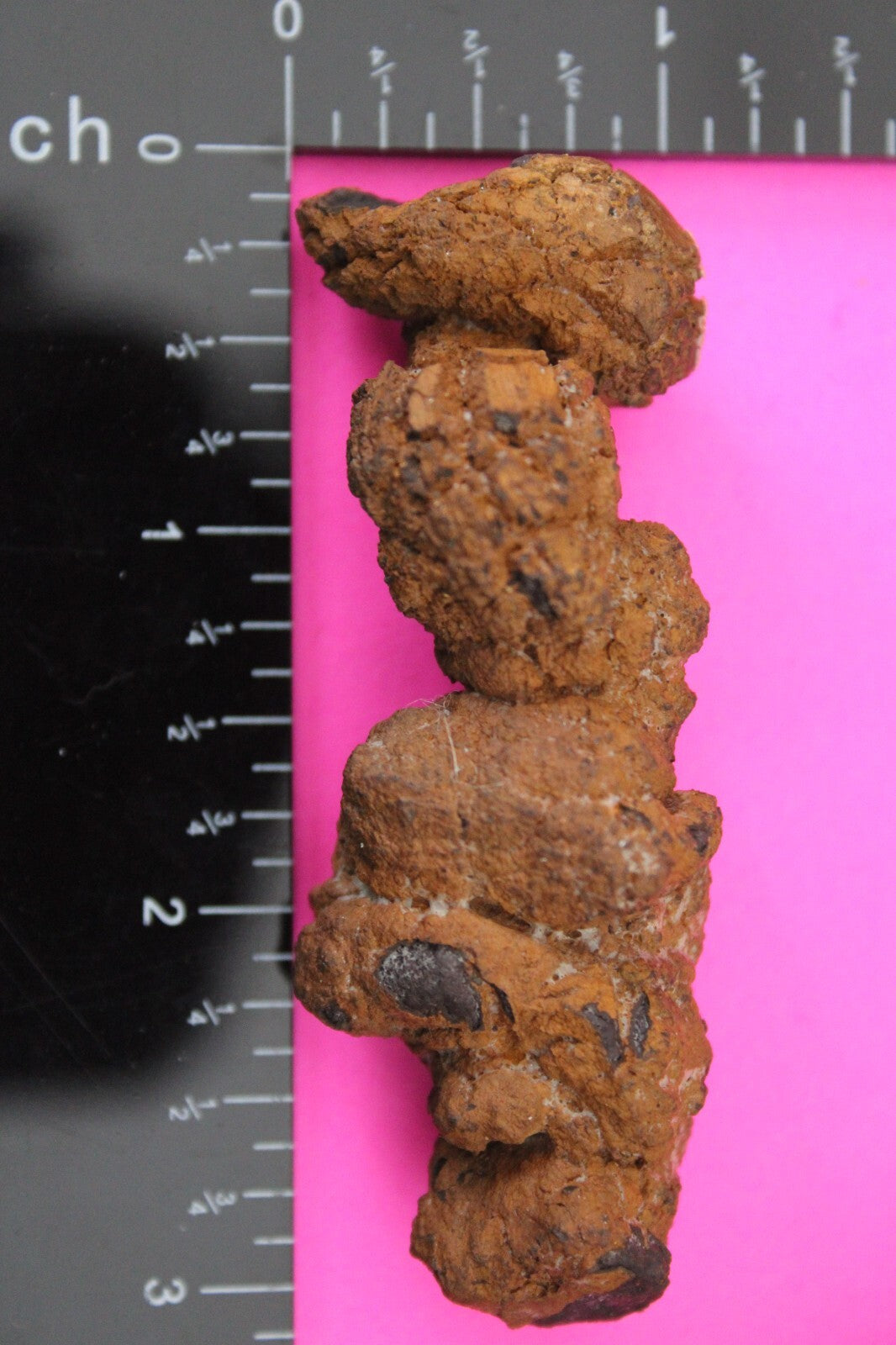 Giant Lizard Poop 5 Million Years Old Genuine Real Fossil Dinosaur Girl COA S61