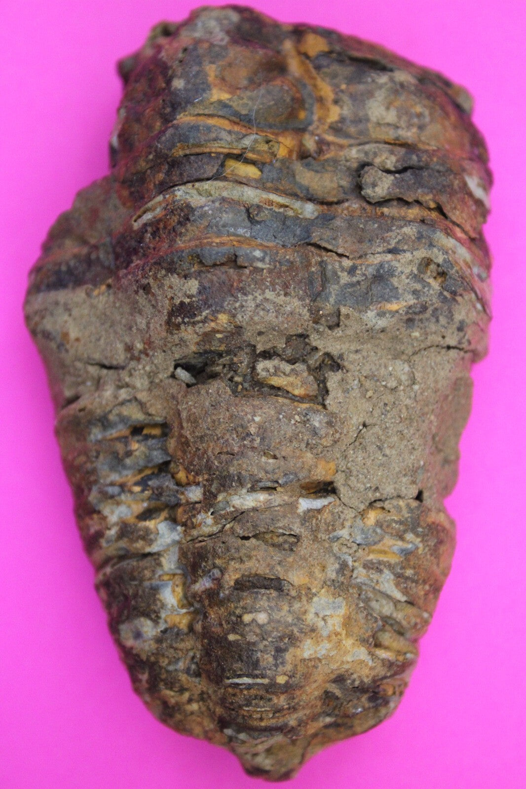 Authentic Trilobite Fossil 450 Million Years Old Genuine Dinosaur Girl COA 71