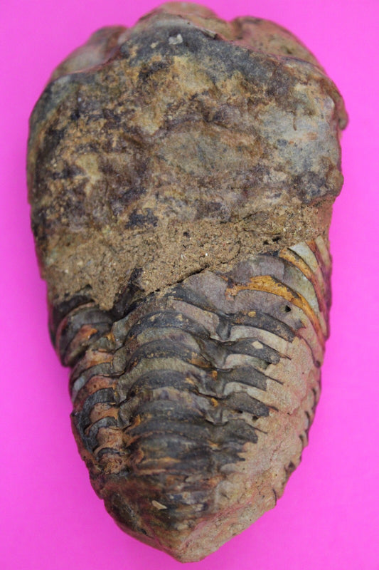 Authentic Trilobite Fossil 450 Million Years Old Genuine Dinosaur Girl COA 84