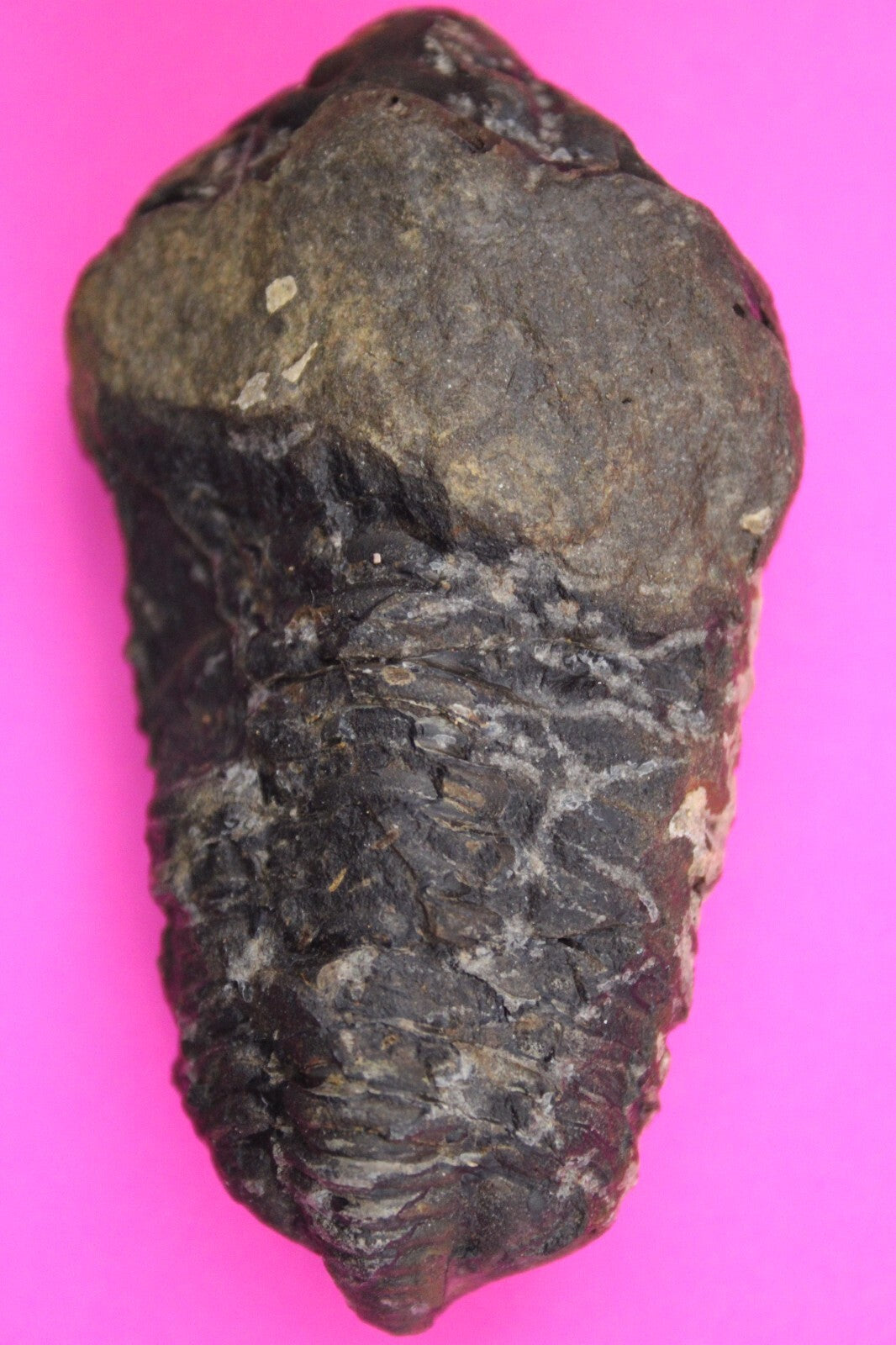 Authentic Trilobite Fossil 450 Million Years Old Genuine Dinosaur Girl COA 78