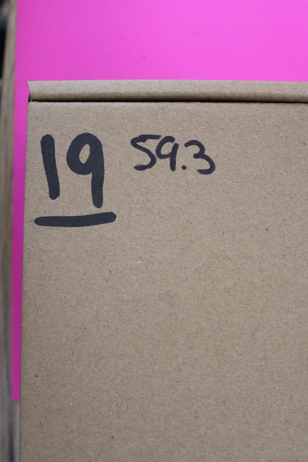 Authentic Trilobite Geode Real Fossil 450 Million Years Old Dinosaur Girl COA 19