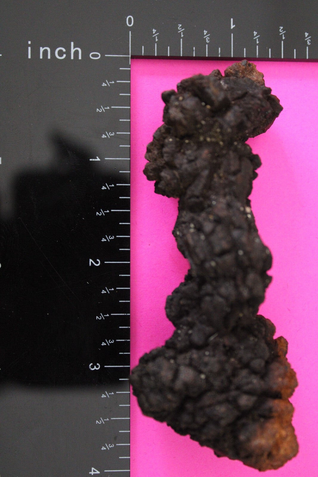 Giant Lizard Poop 5 Million Years Old Genuine Real Fossil Dinosaur Girl COA L11