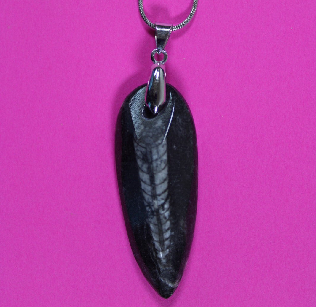 Authentic Orthoceros Necklace Fossil 500 Million Years Old Dinosaur Girl COA 73