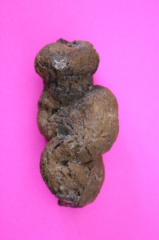 Giant Lizard Poop 5 Million Years Old Genuine Real Fossil Dinosaur Girl COA S21