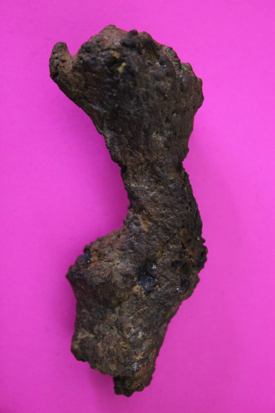 Giant Lizard Poop 5 Million Years Old Genuine Real Fossil Dinosaur Girl COA S49