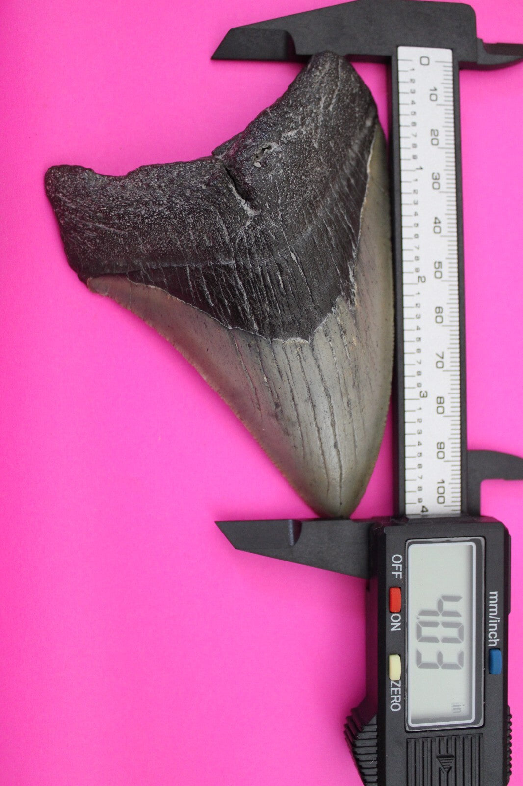 Authentic Megadolon Shark Tooth 4.03 Inch 108 Grams Fossil Dinosaur Girl COA M47