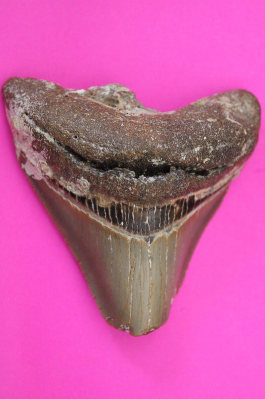 Authentic Megadolon Shark Tooth 3.13 Inch 100 Grams Fossil Dinosaur Girl COA M23