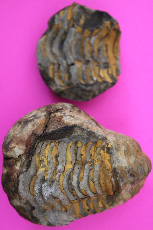 Authentic Trilobite Geode Real Fossil 450 Million Years Old Dinosaur Girl COA 15